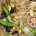 <!-- AddThis Sharing Buttons above -->The vegetarian dish known as jai, rhymes with pie, is a popular dish during Chinese New Year. It is also served in monastery dining rooms and at funeral banquets. A large […]<!-- AddThis Sharing Buttons below -->
                <div>
                    <a class="addthis_button" href="//addthis.com/bookmark.php?v=300" addthis:url='https://www.momschinesekitchen.com/jai/' addthis:title='Buddha’s Delight (Jai)'>
                        <img src="//cache.addthis.com/cachefly/static/btn/v2/lg-share-en.gif" width="125" height="16" alt="Bookmark and Share" style="border:0"/>
                    </a>
                </div>